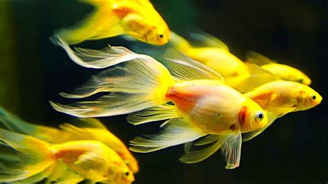 chennai aquarium fish online|Buy Aquarium Fish Online in Chennai .